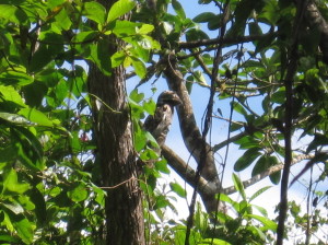 Great Potoo on Trail to Golondrinas