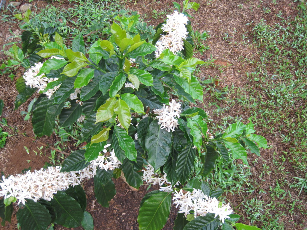 Coffee plant (Catana) flowers - Year 1