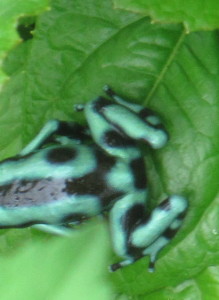 Dendrobates