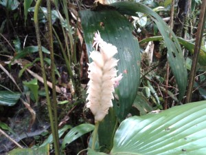 Calathea species along trail: Cerro Mariposa, Santa Fe, Veraguas