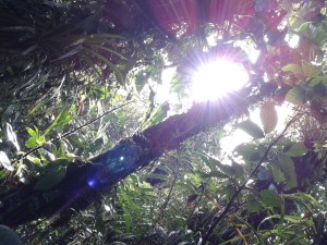 Sunrise through the forest ascending Cerro Mariposa in Veraguas